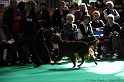 Crufts2011 522